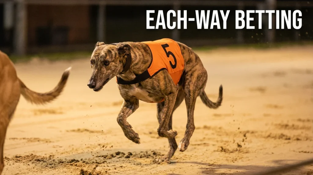 Greyhound race with two dogs close at the finish line illustrating each-way betting